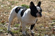 Regalo lindos cachorros de bulldog frances - Foto 1