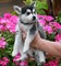 Súper adorables pomsky cachorros