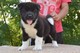 Súper akita cachorros para su aprobación, - Foto 1