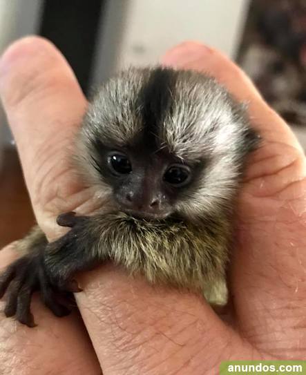 Regalo Mono Titi Para Tenemos Dos Monos Titi Bebe Campins