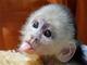 3 meses bebé monos capuchinos para su aprobación - Foto 1