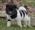 Adorable cachorros de Akita para la adopción - Foto 1