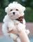 .adorable cachorros maltés excepcionales para adopción