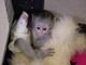 Adorable hembra bebé capuchino mono listo