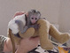 Adorable hembra bebé capuchino mono listo - Foto 2