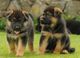 Adorable lindos cachorros pastor aleman caparroso