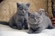 Azules ruso, gatitos con garantía - Foto 1