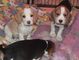 Beagle cachorros en venta - Foto 1