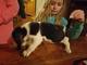 Beagle parejita de grifones en adopción