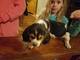 Beagle Parejita de Grifones en adopción - Foto 2