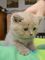 British shorthair kittens en venta