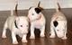 Bull terrier cachorros a partir de los dos meses - Foto 1