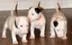 Bull terrier cachorros a partir de los dos meses