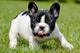 Bulldog frances disponibles de calidad - Foto 1