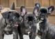 Cachorritos de bulldog frances disponibles - Foto 1