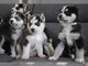 Cachorritos husky whatsapp:+4917677260688