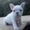 ¡cachorro de bulldog francés de calidad akc para adopción gratuit