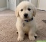 Cachorro golden retriever para adopción