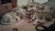 Cachorros alaskan malamute