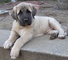 .cachorros bullmastiff para adopción