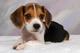 Cachorros de beagle registrados en busca de casas nuevas - Foto 1
