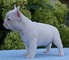 ...cachorros de bulldog francés registrados para adopción
