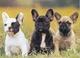 Cachorros de bulldog frances whatsapp:+4917677260688 - Foto 1