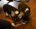 ,, Cachorros de corgi pendientes - Foto 1