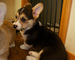 .. Cachorros de Corgi suaves y hermosos disponibles - Foto 1