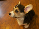 Cachorros de corgi suaves y hermosos disponibles