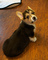 .. Cachorros de Corgi suaves y hermosos disponibles - Foto 1