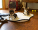 .. .Cachorros de Corgi suaves y hermosos disponibles - Foto 1