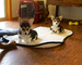 .. ,Cachorros de Corgi suaves y hermosos disponibles - Foto 1