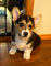 ..,cachorros de corgi suaves y hermosos disponibles