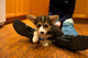 ...cachorros de corgi suaves y hermosos disponibles