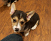 ..,.,Cachorros de Corgi suaves y hermosos disponibles - Foto 1