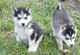 Cachorros de husky auténticos