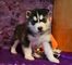 .cachorros de husky siberiano registrados para adopción
