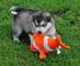 Cachorros husky siberianos en venta macho y hembra 13 semanas - Foto 1