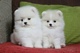 Cachorros Pomeranian de raza pura para adopción - Foto 1