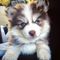 Cachorros pomsky muy inteligentes disponibles - Foto 1