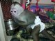 Capuchino mono en busca de un hogar