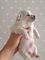 Chihuahua cachorros