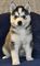 Dos preciosos cachorros de husky siberiano disponibles