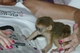 Encantadores monos capuchinos para ti - Foto 1