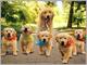 .golden retriever pupies buscando casas nuevas