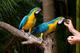 Hermosa mano levantó aves guacamaya