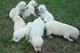 Hermosas cualidades cachorros de Labrador retriever - Foto 1