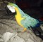 Hermoso guacamayo azul y dorado - Foto 1