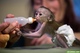 .hermoso mono capuchino para adopción